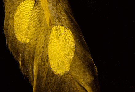 Nano fluorescent powdered feather under AgileLite